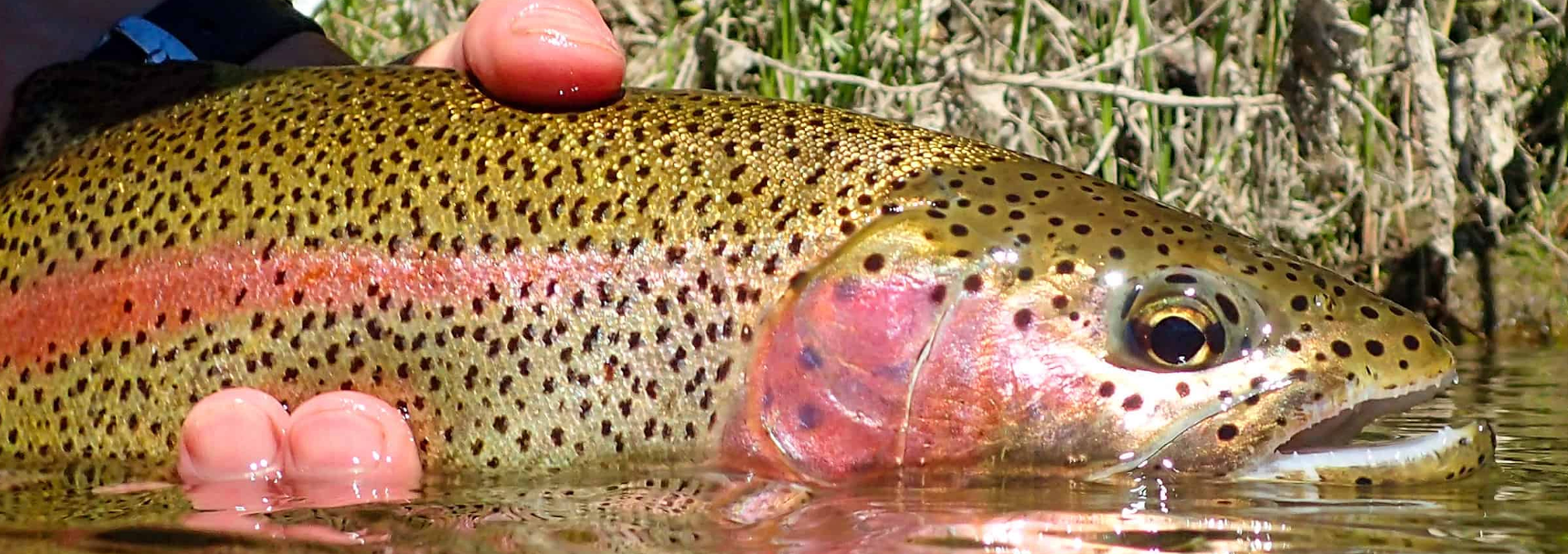 Your Introduction to Fishing in The Southern Lakes Region